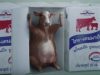 DPO communicates benefits of UHT milk using cow with suggestive pose