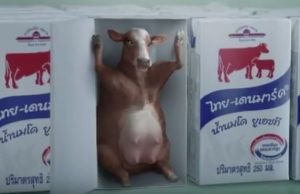 DPO communicates benefits of UHT milk using cow with suggestive pose