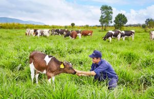 Vinamilk inaugurates first organic dairy farm, premiumisation opportunity