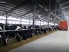 New Mitsui, ABC dairy farm, processing facility launched