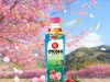 Ultimate sakura experience with new OYOSHI Sakura Strawberry RTD tea