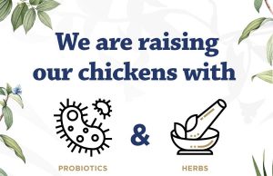 Chickenmeet organically grown chicken is fed with Indonesian herbs