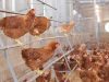CP Foods will double up cage-free production