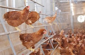 CP Foods will double up cage-free production