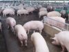 CPF imposes strict animal welfare standards on livestock and aquaculture value chains