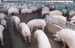 CPF imposes strict animal welfare standards on livestock and aquaculture value chains