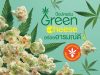 Major Cineplex Group offers Green Cheese popcorn with terpenes