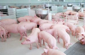 CP Foods humane farming model with animal welfare innovations