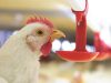 CP Foods secures Farm F1rst assurance for its commitment to animal welfare and food security