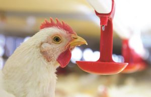 CP Foods secures Farm F1rst assurance for its commitment to animal welfare and food security
