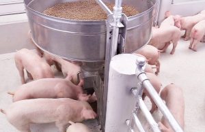 CP Foods embraces a “precision nutrition” approach to create sustainable animal feed innovation