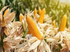 CP Group pledges to source sustainable corn in accordance with the “No Mountain-No Burn-We Buy” policy.