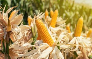 CP Group pledges to source sustainable corn in accordance with the “No Mountain-No Burn-We Buy” policy.