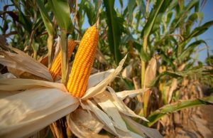 CP Launches Initiative to Combat Air Pollution by Curbing Corn Field Burning in Thailand