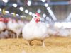 CP Foods’ ‘Compartment’ System Ensures Space-Standard Food Safety for Chicken Meat