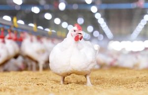 CP Foods’ ‘Compartment’ System Ensures Space-Standard Food Safety for Chicken Meat