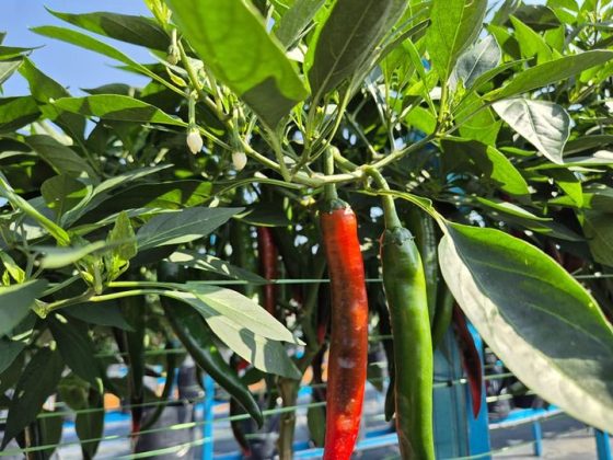 Chilli Number Putrajaya Chilli Farm is the latest farm to join the Nestlé Chilli Club ...