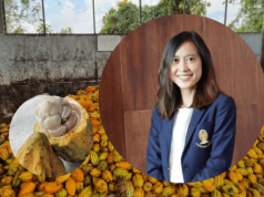Chula’s “Innovation Center for Research and Development of Sustainable Thai Cocoa” – Thailand’s Solution to Cocoa Price Crisis