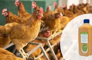Sa-Nguan Farm launches Thailand’s first cage-free pasteurized eggs