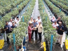 Nestlé Malaysia Achieves 100% Locally Sourced Chillies for MAGGI Chilli Sauce