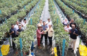 Nestlé Malaysia Achieves 100% Locally Sourced Chillies for MAGGI Chilli Sauce