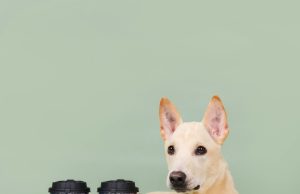Chagee brews compassion with every cup for pet parents and animal lovers